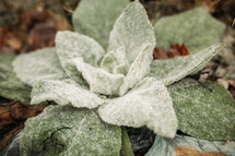 green fuzzy leaves of a lambs ear plant 