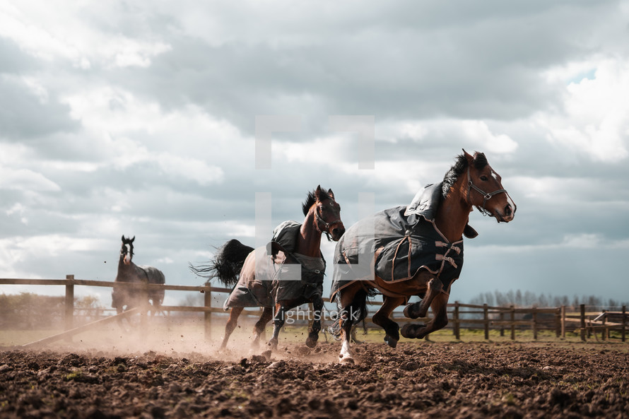 Horses running at a livery yard, equestrian centre, horse rug jacket