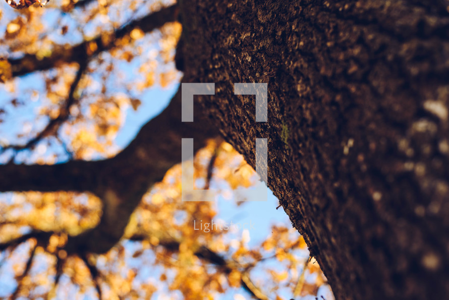 bark on a fall tree 