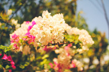 white and fuchsia flowers on a summer tree