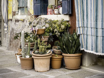 Cacti and succulents in front of building window