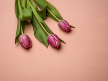 tulips on a pink background 
