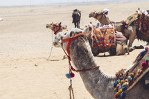 camels in the desert 
