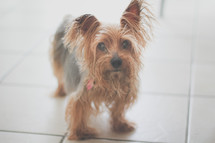 a yorkie standing on a tile floor 