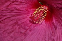 center of a hibiscus flower 