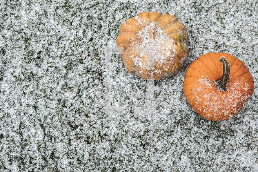 pumpkins on a snow covered lawn 
