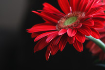 red gerber daisy in a flower arrangement 