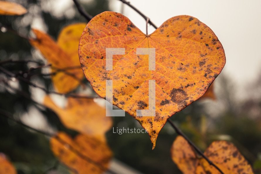 heart shaped yellow fall leaf 