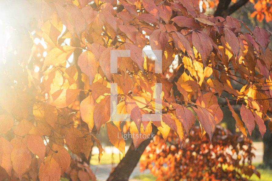 sunlight on golden autumn leaves 