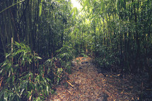 forest of bamboo 