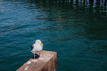 seagull on a dock 