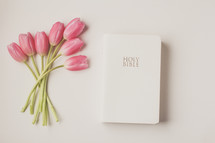 pink tulips and Bible on a white background 