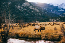 grazing caribou 