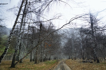 Country road in the birch forest