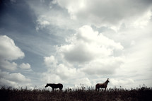 horses in a pasture 