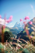view of mountain peaks through wildflowers 