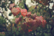 wet fall leaves on a tree