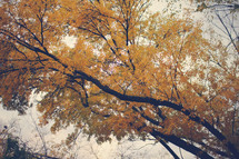 yellow fall tree 
