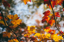 fall leaves on a tree