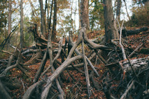 roots on a forest slope 