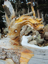 fallen tree 