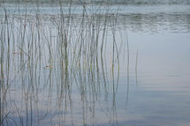 reflection of tall grasses on lake water 