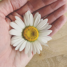 hand holding a white daisy 