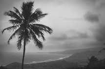 palm tree and shoreline 