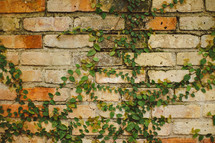 Vines growing on a brick wall.