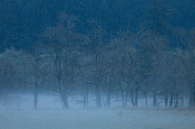 fog over a field in winter 