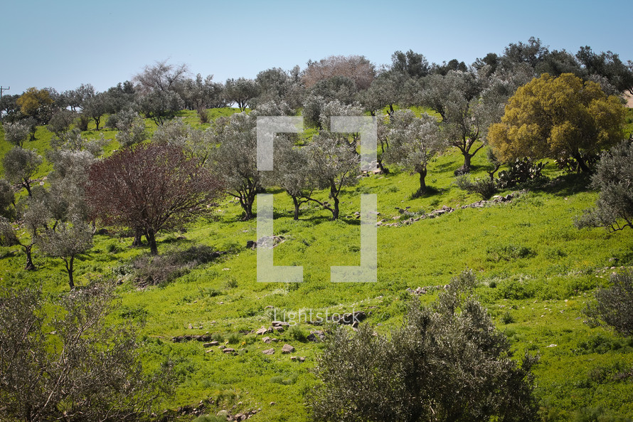 olive trees on the hills of Umm Qais Jordan 