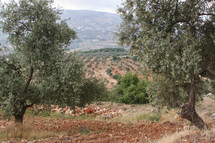 Olive trees on a hillside in Jordan