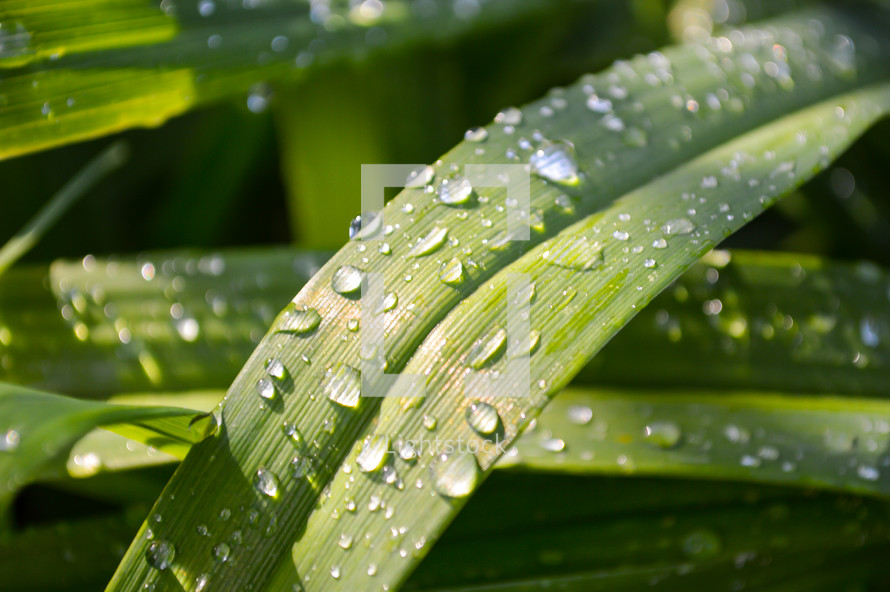 water droplets on blades of grass