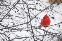 Bright Red Cardinal on Branch