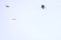 Black Labrador dog running through the snow  