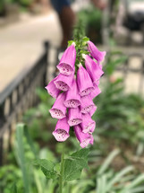 lavender bell shaped flowers 