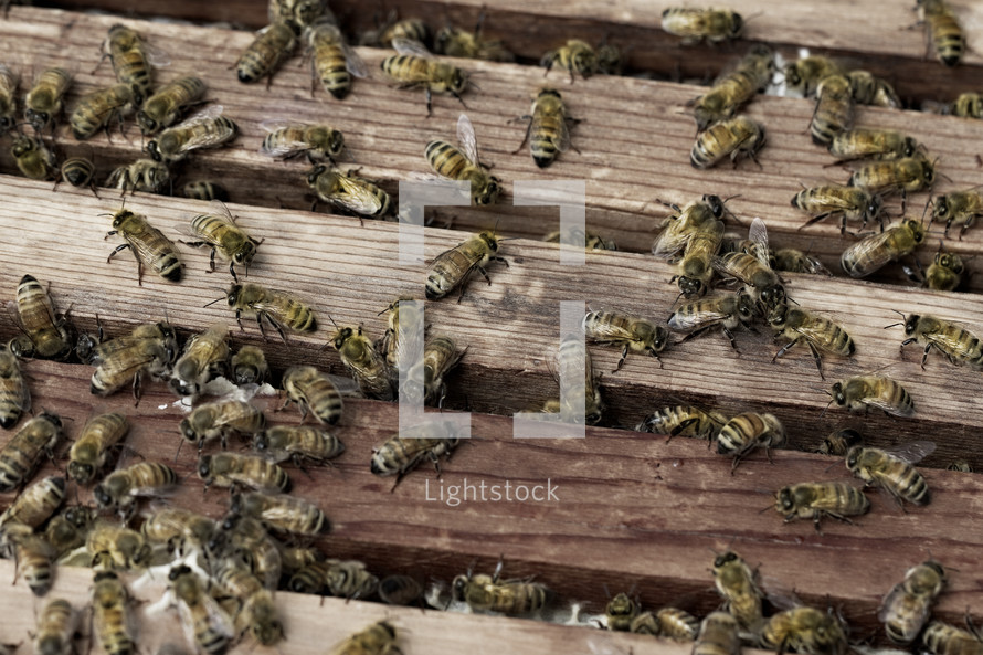 bees and beekeeping 