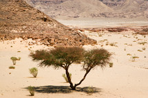 Acacia tree in the Sinai Desert.