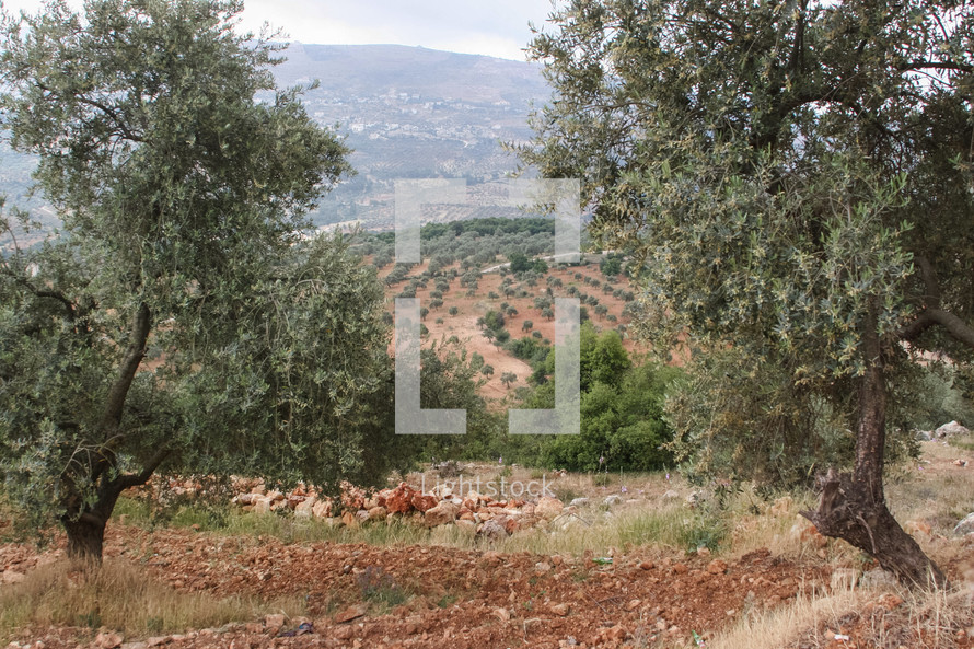 Olive trees on a hillside in Jordan
