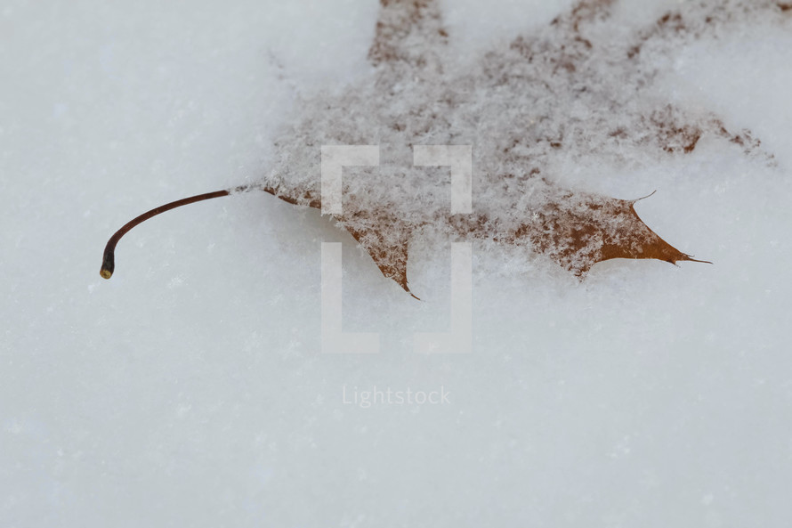 brown leaf on snow 