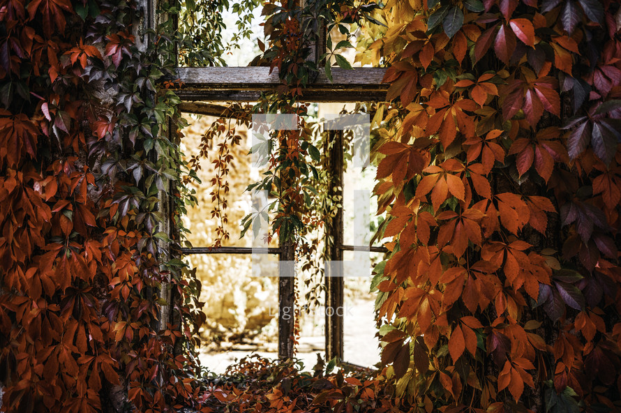 fall foliage, red ivy on a window 