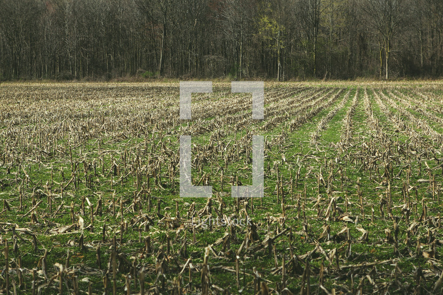 dry corn in a plowed field 