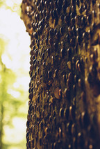 pennies in tree bark 