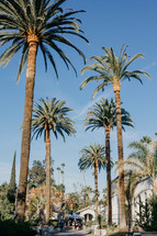 tall palm trees 