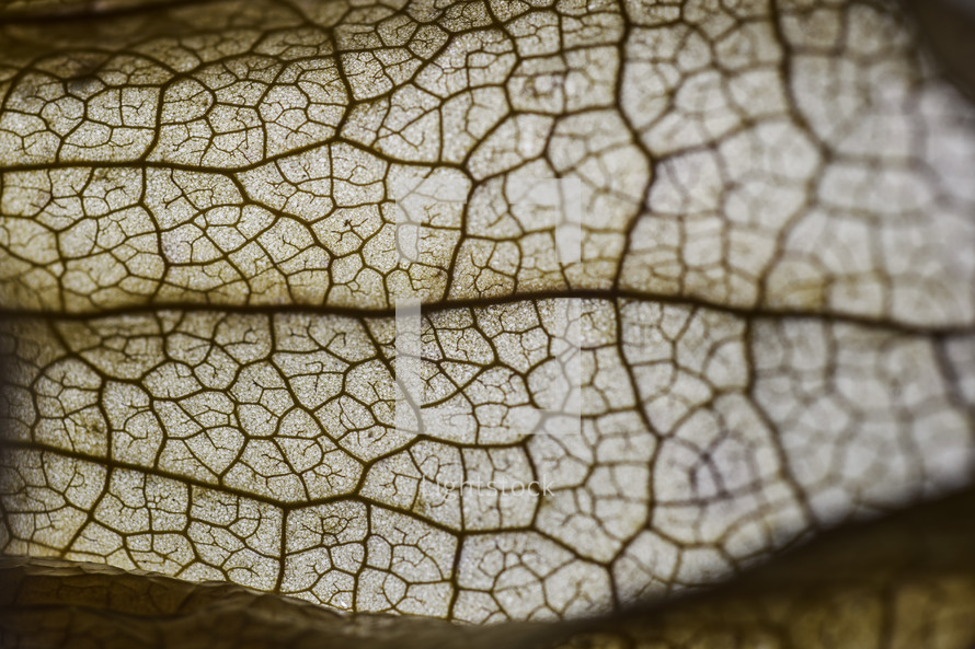 viens in a leaf closeup 