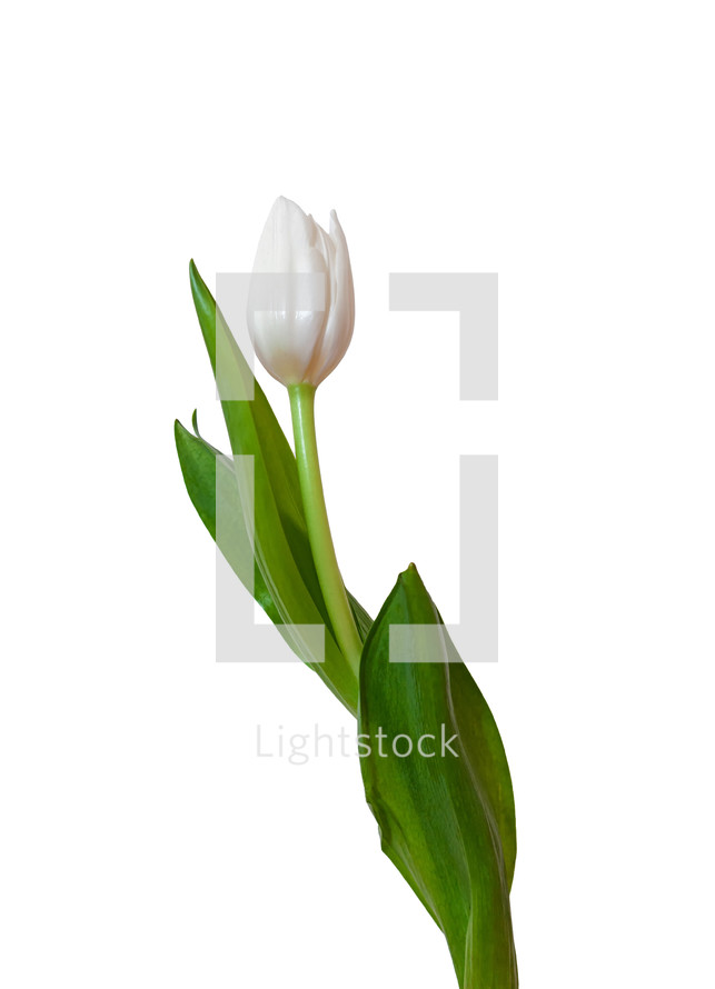 White tulip flower. A single flower on a white background.