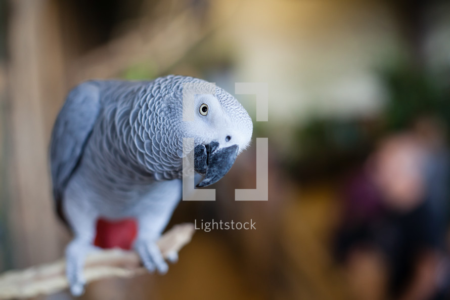 African Grey Parrot peers toward you as if about to say something