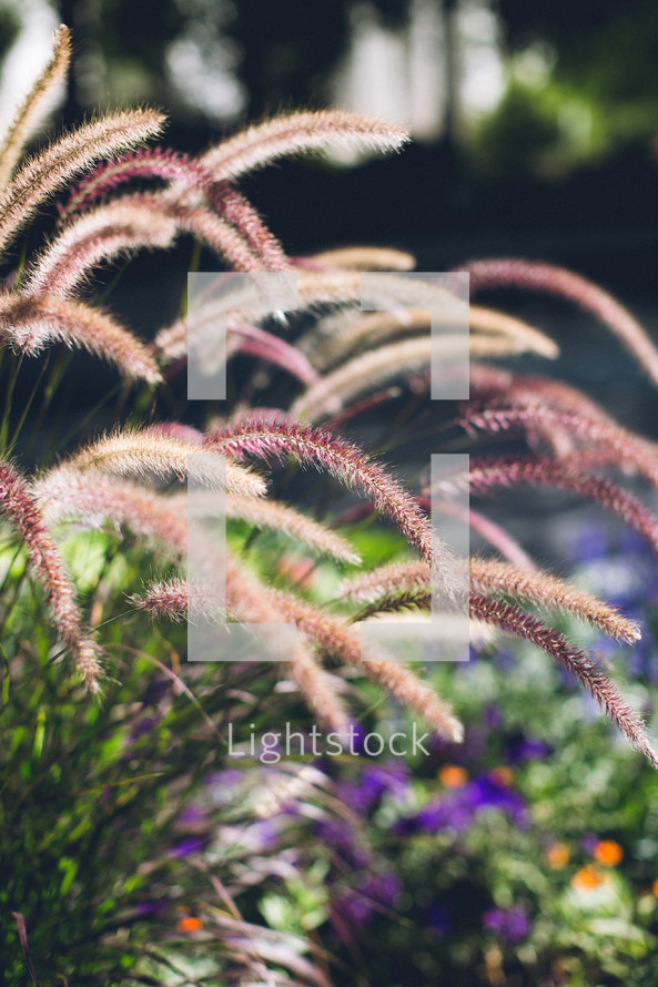 Tall ornamental grasses in a flower bed. 