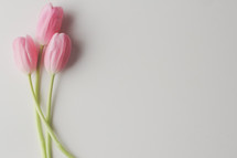 pink tulips on a white background 