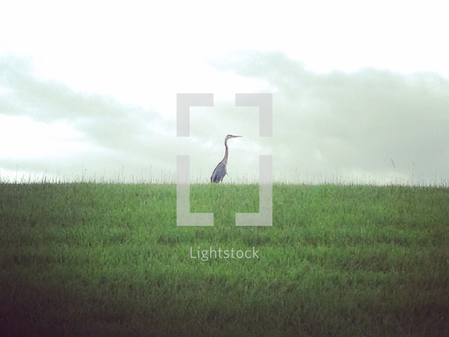 a heron in a marsh